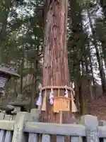 諏訪大社下社春宮の自然