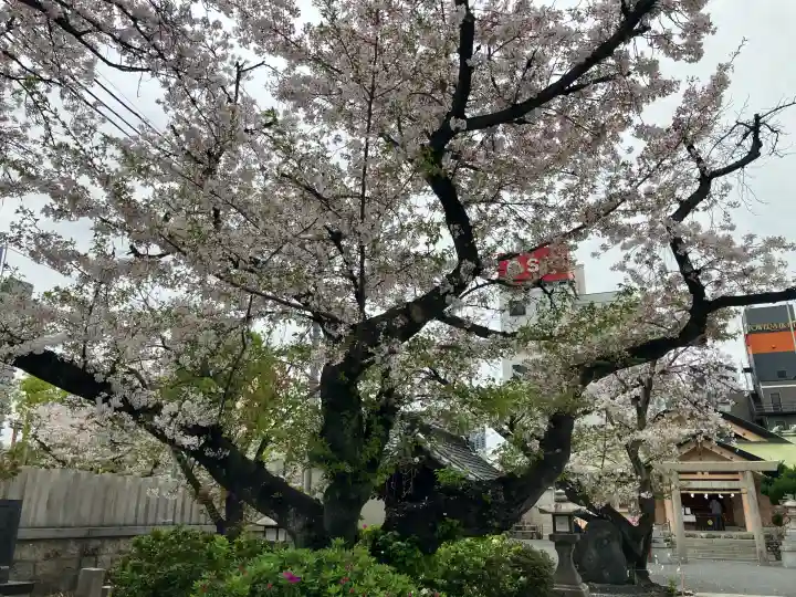 櫻宮の{uncategorized: "未分類", other: "その他", undefined: "問題あり", building: "その他建物", grave: "お墓", sacred_gate: "鳥居", guardian: "狛犬", statue: "像", buddha: "仏像", history: "歴史", nature: "自然", garden: "庭園", animal: "動物", pagoda: "塔", temizu: "手水舎", mountain_gate: "山門・神門", sanctuary: "本殿・本堂", subordinate: "末社・摂社", art: "芸術", scenery: "景色", jizo: "地蔵", ema: "絵馬", goshuin: "御朱印", omikuji: "おみくじ", items: "授与品その他", amulet: "お守り", goshuincho: "御朱印帳", eats: "食事", festival: "お祭り", votive_dance: "神楽", shichigosan: "七五三参", wedding: "結婚式", experience: "体験その他", initially: "初詣", around: "周辺", anti_infection: "感染症対策"}