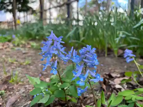 新琴似神社の自然