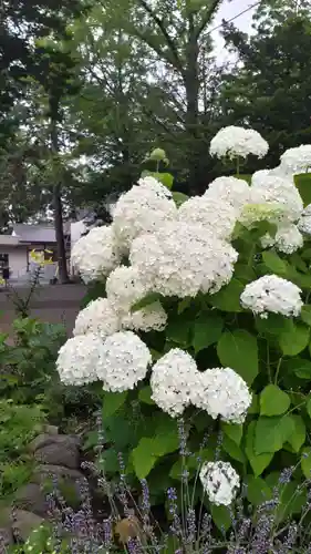 新琴似神社の自然