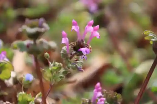 阿久津「田村神社」（郡山市阿久津町）旧社名：伊豆箱根三嶋三社の自然