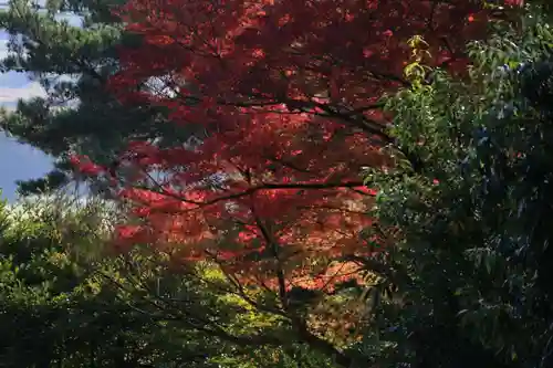 王宮伊豆神社の自然