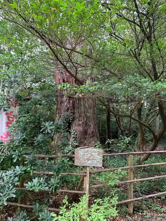 佐麻久嶺神社の自然