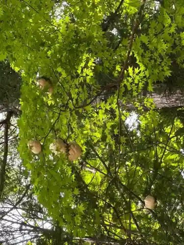 楯縫神社の動物