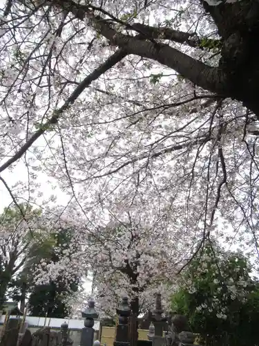 真光寺(千葉県)