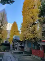 銀杏岡八幡神社の自然