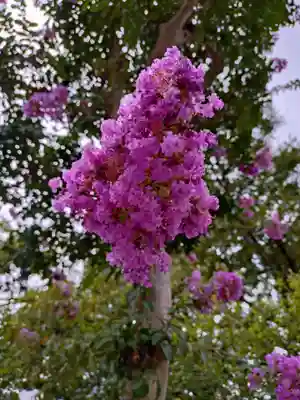 桜神宮(東京都)