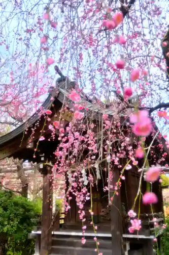 亀戸天神社(東京都)