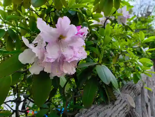 東長谷寺　薬王院(東京都)