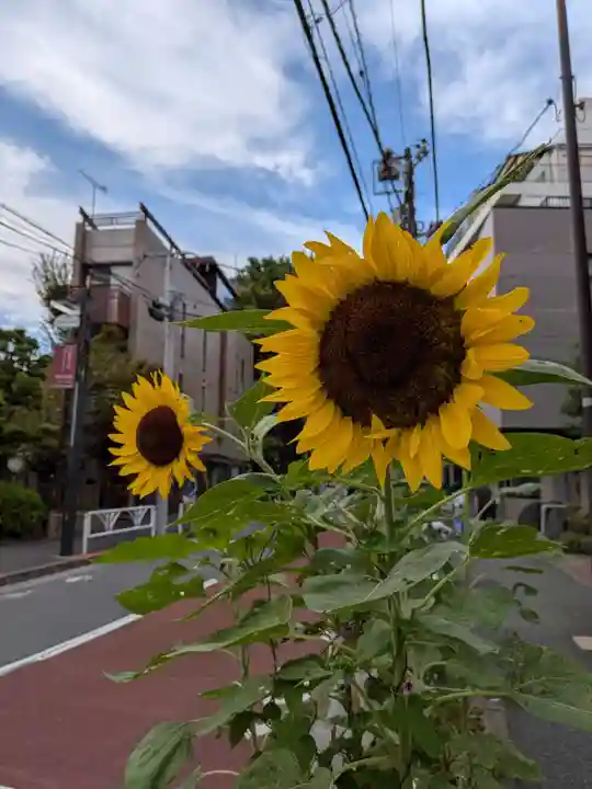 鳩森八幡神社の自然