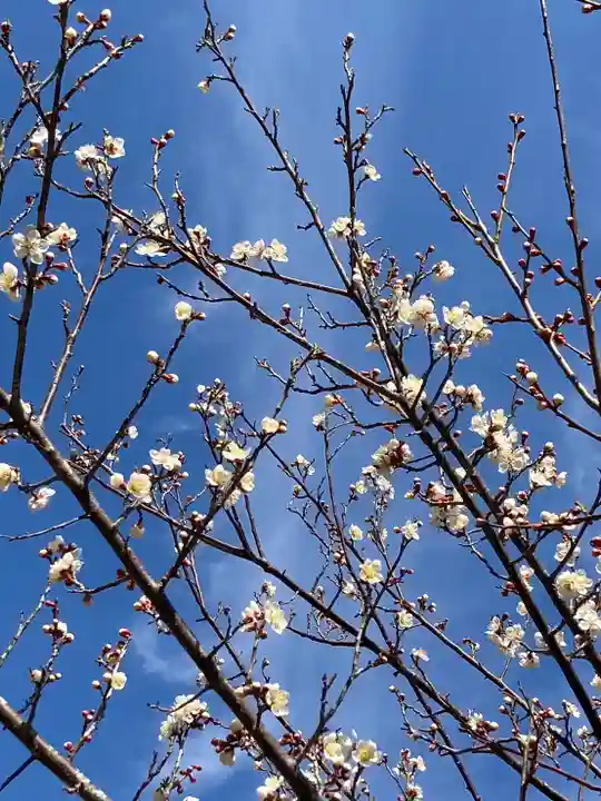 鹿嶋神社の自然
