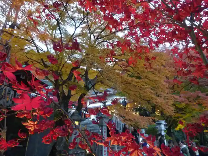 大山阿夫利神社の自然