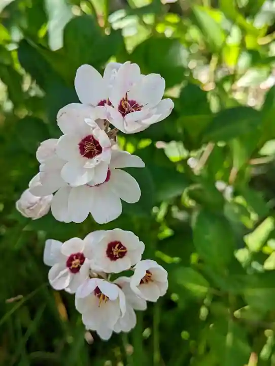 惠心院(京都府)