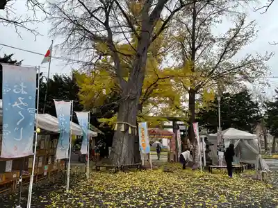 札幌諏訪神社の七五三参