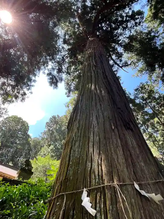 大宮温泉神社の自然