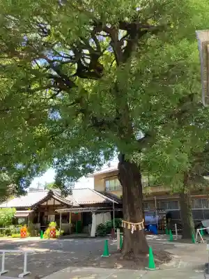 荻窪白山神社(東京都)