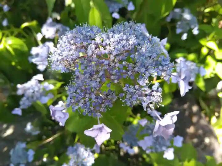 御誕生寺(猫寺)(福井県)
