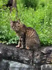 王子神社の動物