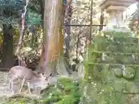 春日大社(奈良県)