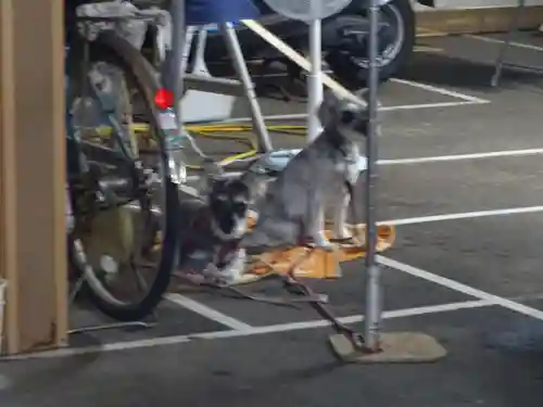 菊名神社の動物