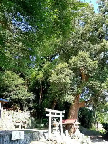 諏訪神社の鳥居