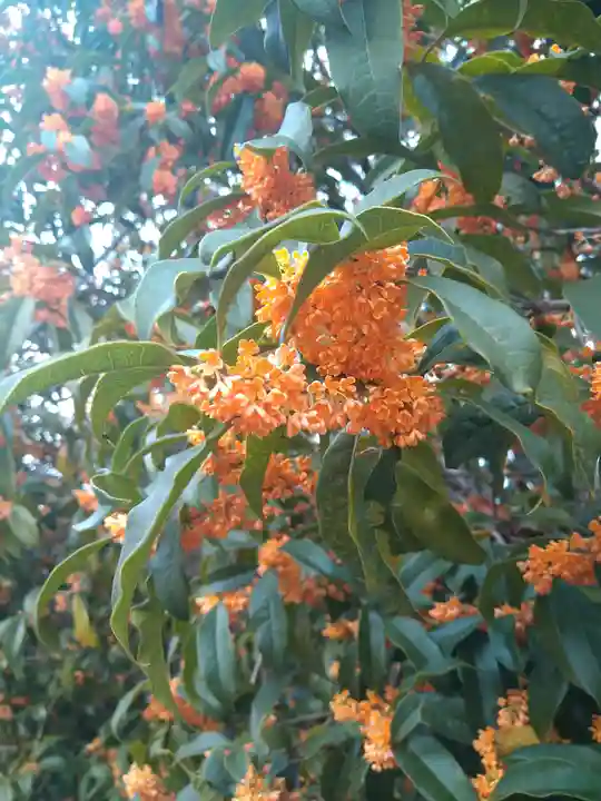 阿智神社の自然
