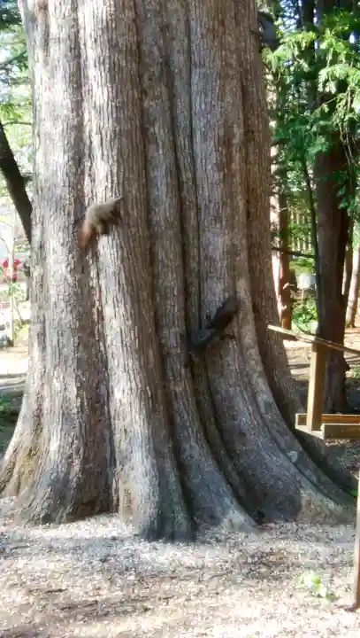 帯廣神社の動物