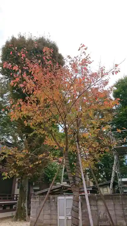 諏訪神社の自然