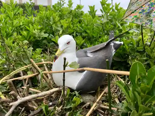 蕪嶋神社(青森県)