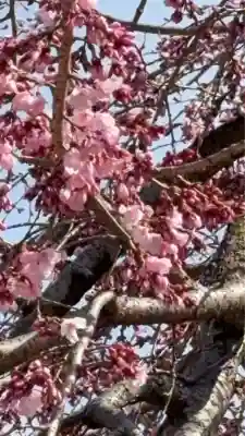 観音神社の{uncategorized: "未分類", other: "その他", undefined: "問題あり", building: "その他建物", grave: "お墓", sacred_gate: "鳥居", guardian: "狛犬", statue: "像", buddha: "仏像", history: "歴史", nature: "自然", garden: "庭園", animal: "動物", pagoda: "塔", temizu: "手水舎", mountain_gate: "山門・神門", sanctuary: "本殿・本堂", subordinate: "末社・摂社", art: "芸術", scenery: "景色", jizo: "地蔵", ema: "絵馬", goshuin: "御朱印", omikuji: "おみくじ", items: "授与品その他", amulet: "お守り", goshuincho: "御朱印帳", eats: "食事", festival: "お祭り", votive_dance: "神楽", shichigosan: "七五三参", wedding: "結婚式", experience: "体験その他", initially: "初詣", around: "周辺", anti_infection: "感染症対策"}