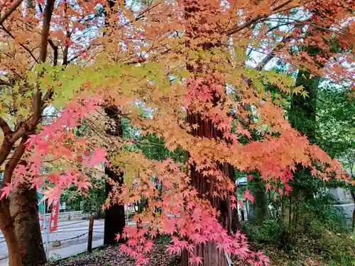 常磐神社の自然