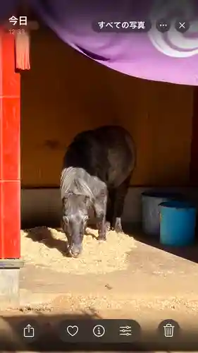 神田神社（神田明神）の動物