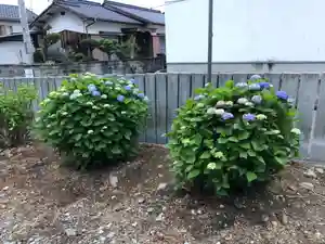 白山神社の自然(2021年05月19日(水) 09時35分50秒投稿)