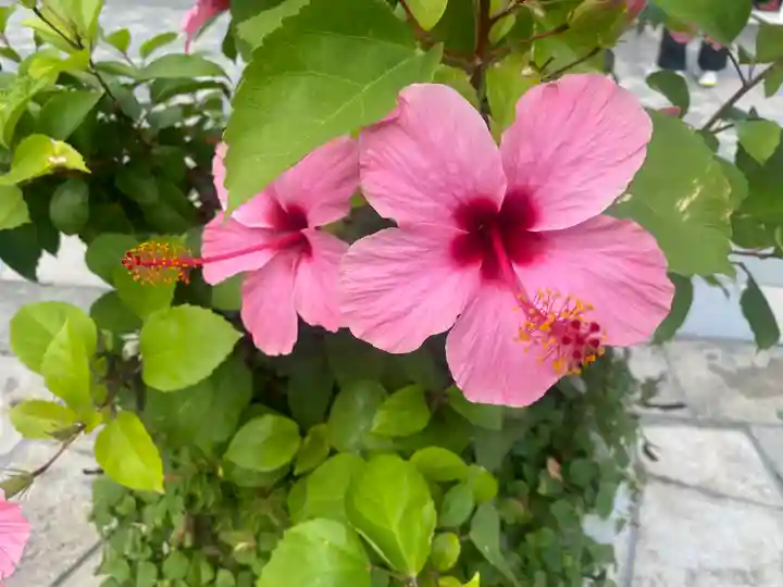 青島神社(青島神宮)(宮崎県)