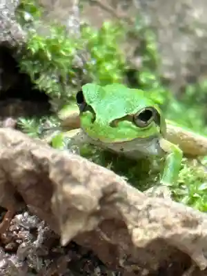 須山浅間神社(静岡県)