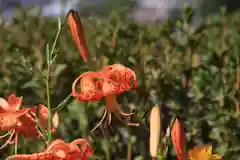 三春大神宮の庭園