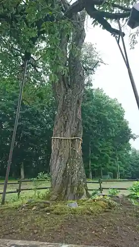 弟子屈神社の自然