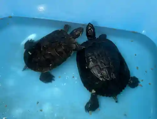 涌谷神社(宮城県)