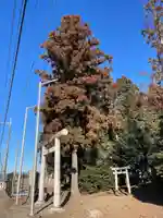 星宮神社(栃木県)