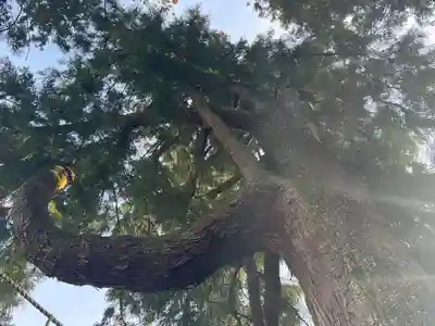 妙義神社(群馬県)