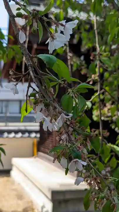 縣神社(京都府)