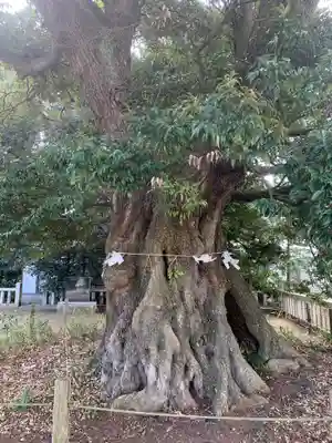 鹿島神社の自然