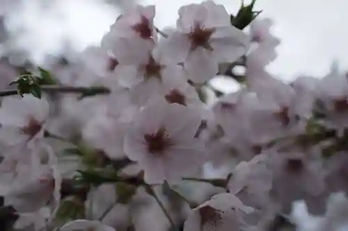 甲斐善光寺の自然