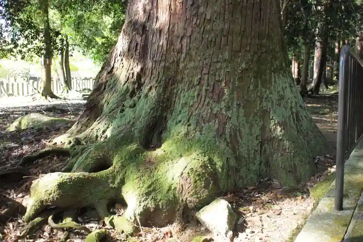 若狭彦神社(上社)の自然