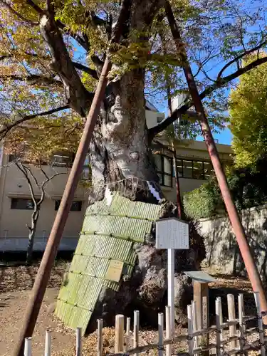 白山神社の自然