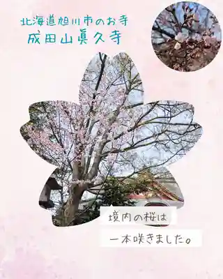 眞久寺(北海道)