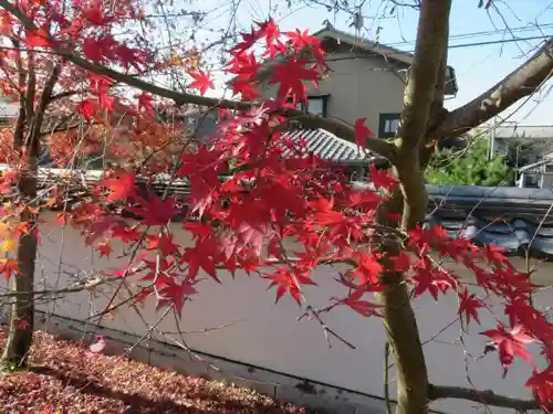 禅林寺（永観堂）の自然