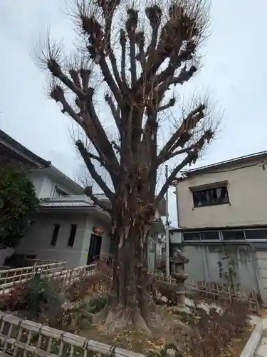 念速寺(東京都)