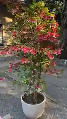 赤坂氷川神社(東京都)