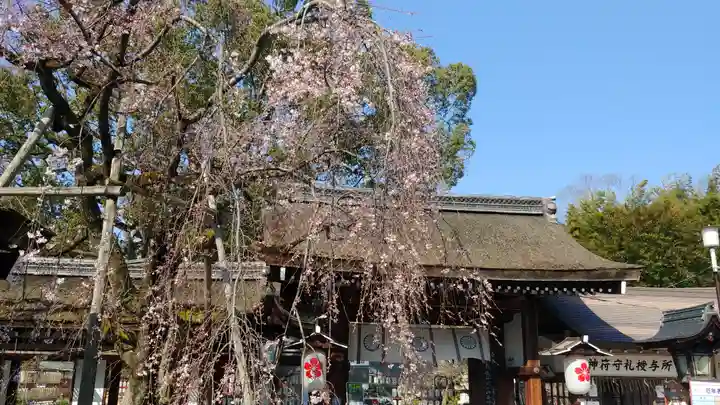 平野神社の自然